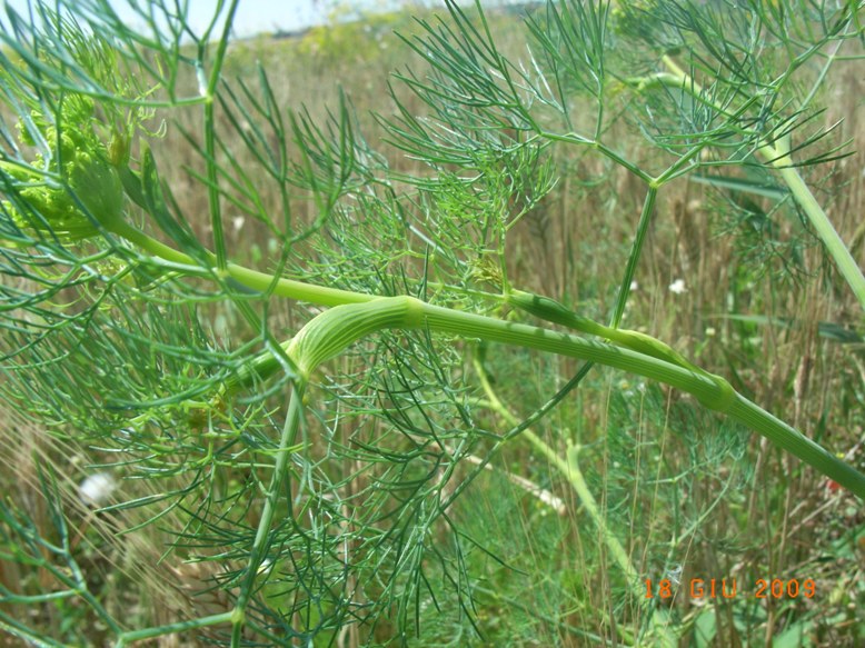 Ridolfia segetum / Aneto puzzolente